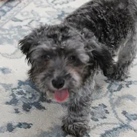 Tinker's Silver Male Puppy 2, a male Cockapoo for sale in Mount Olive, NC – 8 of 10