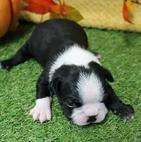 AKC Annie's Black & White Male Puppy 5, a male Boston Terrier for sale in Mount Olive, NC – 6 of 10