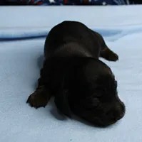 AKC Taylor's Black & Tan Male Puppy 3, a male Miniature Dachshund for sale in Mount Olive, NC – 3 of 10