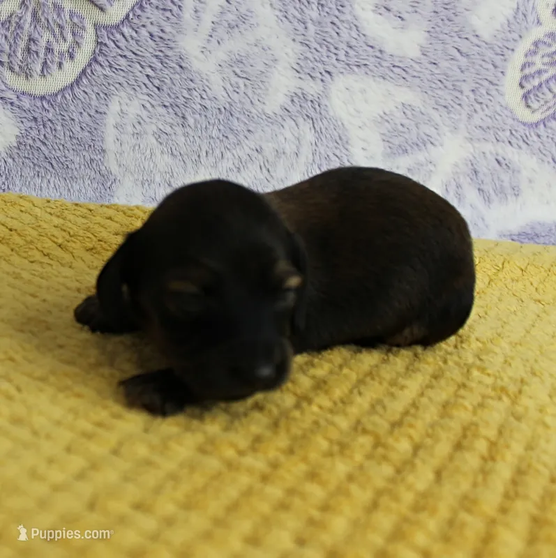 AKC Taylor's Chocolate Male Puppy 2 – Miniature Dachshund puppy on hold in Mount Olive, NC