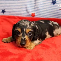 AKC Sallie's Black & Silver Dapple, Long Coat Female Puppy 2, a female Miniature Dachshund for sale in Mount Olive, NC – 6 of 10