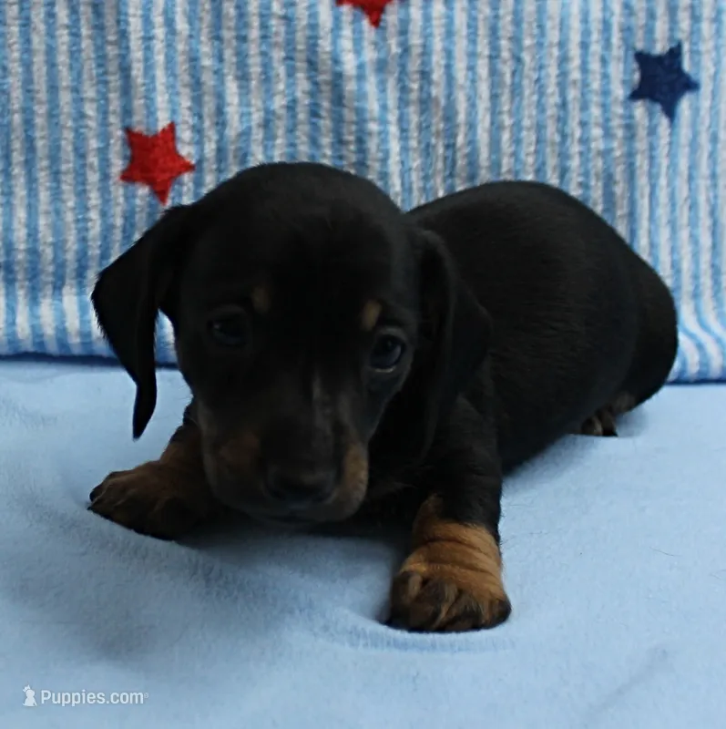 AKC Taylor's Black & Tan Male Puppy 5 – Miniature Dachshund puppy on hold in Mount Olive, NC