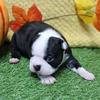 AKC Annie's Black & White Female Puppy 3, a  Boston Terrier for sale in Mount Olive, NC – 2 of 10