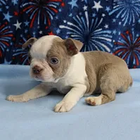 AKC Zoey's Seal & White Male Puppy 1, a male Boston Terrier for sale in Mount Olive, NC – 3 of 10