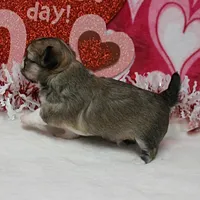 Chelsea's Fawn Male Puppy 2, a male Chihuahua for sale in Mount Olive, NC – Photo 8 of 10