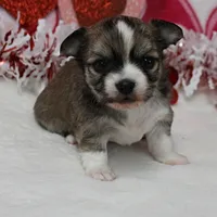 Chelsea's Fawn Male Puppy 2, a male Chihuahua for sale in Mount Olive, NC – Photo 7 of 10