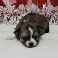 Chelsea's Fawn Male Puppy 2, a male Chihuahua for sale in Mount Olive, NC – Photo 2 of 10