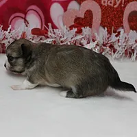 Chelsea's Fawn Male Puppy 2, a male Chihuahua for sale in Mount Olive, NC – Photo 4 of 10