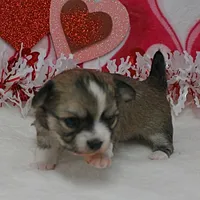 Chelsea's Fawn Male Puppy 2, a male Chihuahua for sale in Mount Olive, NC – Photo 5 of 10