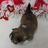 Chelsea's Fawn Male Puppy 2, a male Chihuahua for sale in Mount Olive, NC – Photo 10 of 10