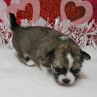 Chelsea's Fawn Male Puppy 2, a male Chihuahua for sale in Mount Olive, NC – Photo 3 of 10