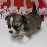Chelsea's Fawn Male Puppy 2, a male Chihuahua for sale in Mount Olive, NC – Photo 6 of 10