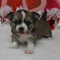 Chelsea's Fawn Male Puppy 2, a male Chihuahua for sale in Mount Olive, NC – Photo 1 of 10