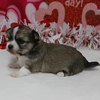 Chelsea's Fawn Male Puppy 2, a male Chihuahua for sale in Mount Olive, NC – Photo 9 of 10