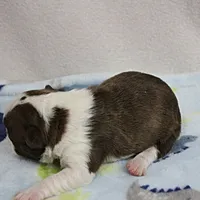 AKC Puddin's Chocolate & White Male Puppy 3, a male Boston Terrier for sale in Mount Olive, NC – 5 of 10