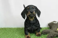 AKC Maggie's Black & Tan Male Puppy 3, a male Miniature Dachshund for sale in Mount Olive, NC – 10 of 10