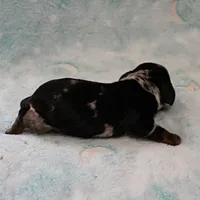AKC Freckles Black & Tan Dapple Female Puppy 4, a female Miniature Dachshund for sale in Mount Olive, NC – 6 of 10