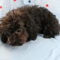 Tinker's Black Female Puppy 1, a female Cockapoo for sale in Mount Olive, NC – 8 of 9
