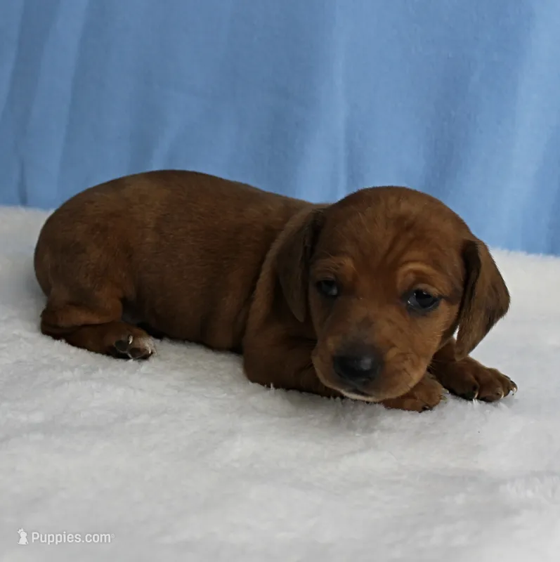 AKC Taylor's Red Sable Male Puppy 1 – Miniature Dachshund puppy for sale in Mount Olive, NC