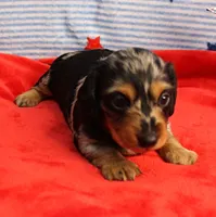 AKC Sallie's Black & Silver Dapple, Long Coat Female Puppy 2, a female Miniature Dachshund for sale in Mount Olive, NC – 3 of 10
