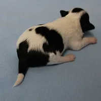 AKC Chelsea's Black, White & Tan Party Male Puppy 3, a male Chihuahua for sale in Mount Olive, NC – 3 of 6