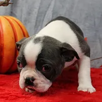 AKC Bubble's Blue & White Male Puppy 3, a male Boston Terrier for sale in Mount Olive, NC – 4 of 10