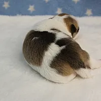 Angel's Fawn Sable on White/Party Male Puppy 1, a male Chihuahua for sale in Mount Olive, NC – 7 of 10
