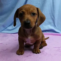 AKC Roxy's Red Shaded Dapple Male Puppy 1, a male Miniature Dachshund for sale in Mount Olive, NC – 7 of 9