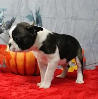 AKC Bubble's Black & White Male Puppy 2, a male Boston Terrier for sale in Mount Olive, NC – 9 of 10