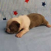 AKC Zoe's Seal & White Male Puppy 1, a male Boston Terrier for sale in Mount Olive, NC – 5 of 9