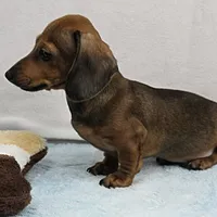 AKC Taylor's Red Male 1, a male Miniature Dachshund for sale in Mount Olive, NC – Photo 8 of 10