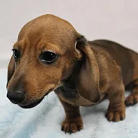 AKC Taylor's Red Male 1, a male Miniature Dachshund for sale in Mount Olive, NC – Photo 6 of 10