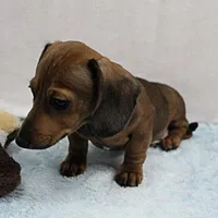 AKC Taylor's Red Male 1, a male Miniature Dachshund for sale in Mount Olive, NC – Photo 10 of 10