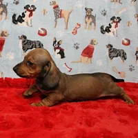 AKC Taylor's Red Male 1, a male Miniature Dachshund for sale in Mount Olive, NC – Photo 8 of 10
