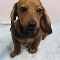 AKC Taylor's Red Male 1, a male Miniature Dachshund for sale in Mount Olive, NC – Photo 4 of 10