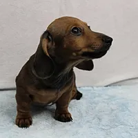 AKC Taylor's Red Male 1, a male Miniature Dachshund for sale in Mount Olive, NC – Photo 2 of 10