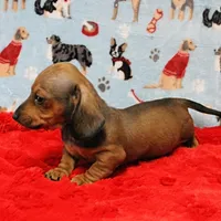 AKC Taylor's Red Male 1, a male Miniature Dachshund for sale in Mount Olive, NC – Photo 4 of 10