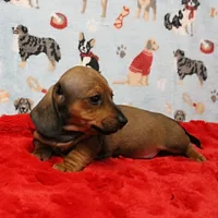 AKC Taylor's Red Male 1, a male Miniature Dachshund for sale in Mount Olive, NC – Photo 2 of 10