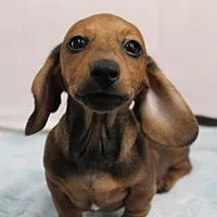 AKC Taylor's Red Male 1, a male Miniature Dachshund for sale in Mount Olive, NC – Photo 5 of 10