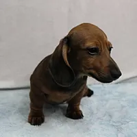 AKC Taylor's Red Male 1, a male Miniature Dachshund for sale in Mount Olive, NC – Photo 3 of 10
