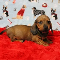 AKC Taylor's Red Male 1, a male Miniature Dachshund for sale in Mount Olive, NC – Photo 1 of 10