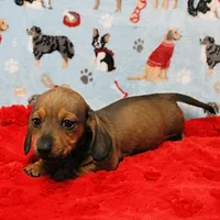 AKC Taylor's Red Male 1, a male Miniature Dachshund for sale in Mount Olive, NC – Photo 3 of 10