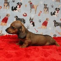 AKC Taylor's Red Male 1, a male Miniature Dachshund for sale in Mount Olive, NC – Photo 7 of 10