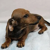 AKC Taylor's Red Male 1, a male Miniature Dachshund for sale in Mount Olive, NC – Photo 7 of 10