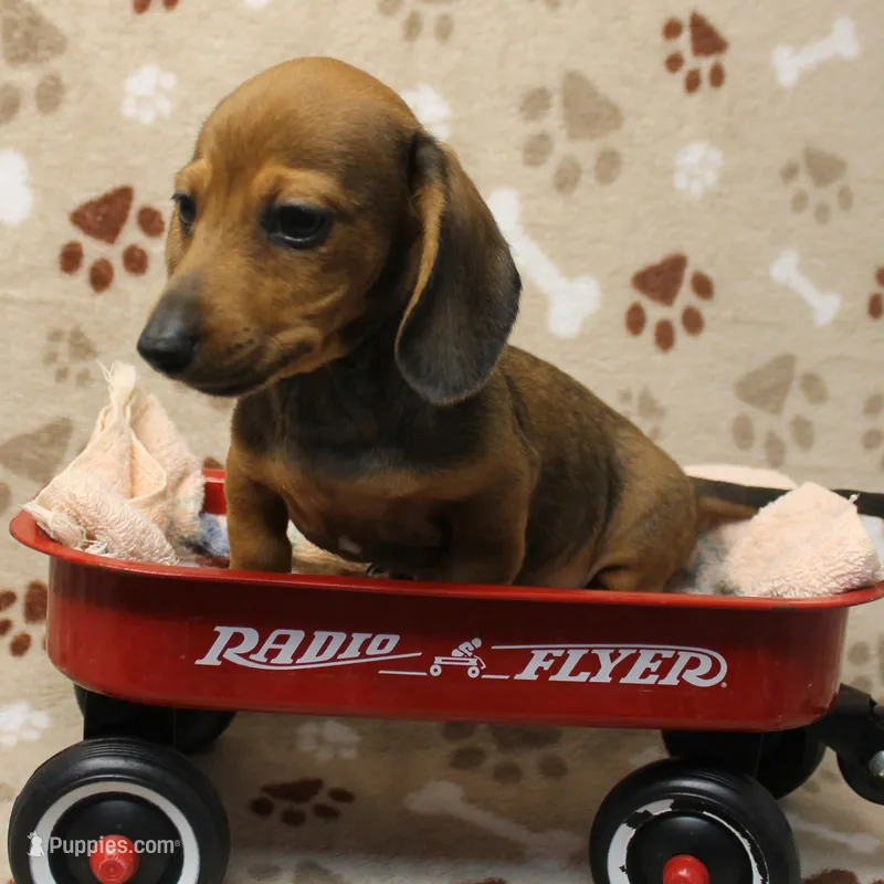 AKC Taylor's Red Male 1 – Miniature Dachshund puppy for sale in Mount Olive, NC