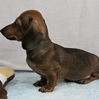 AKC Taylor's Red Male 1, a male Miniature Dachshund for sale in Mount Olive, NC – Photo 9 of 10