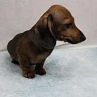AKC Taylor's Red Male 1, a male Miniature Dachshund for sale in Mount Olive, NC – Photo 1 of 10