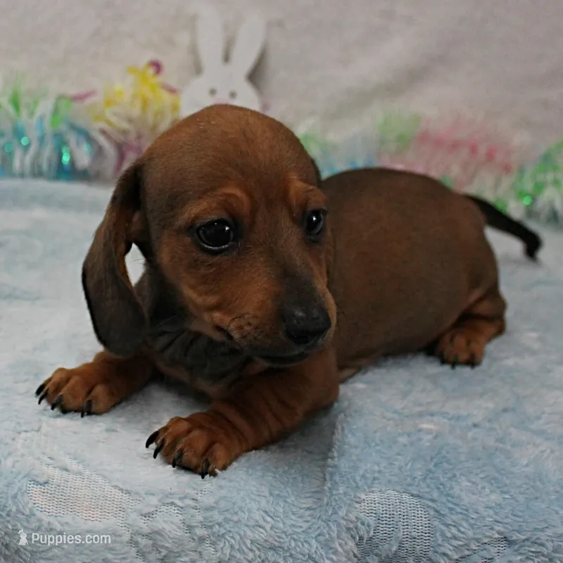 AKC Taylor's Red Male 1