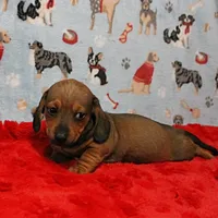 AKC Taylor's Red Male 1, a male Miniature Dachshund for sale in Mount Olive, NC – Photo 5 of 10