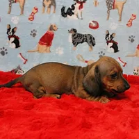 AKC Taylor's Red Male 1, a male Miniature Dachshund for sale in Mount Olive, NC – Photo 9 of 10